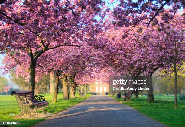 pink blossom on trees in greenwich park - greenwich london stockfoto's en -beelden