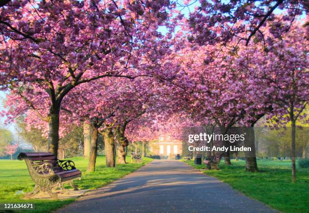 pink blossom on trees in greenwich park - blossom stock pictures, royalty-free photos & images
