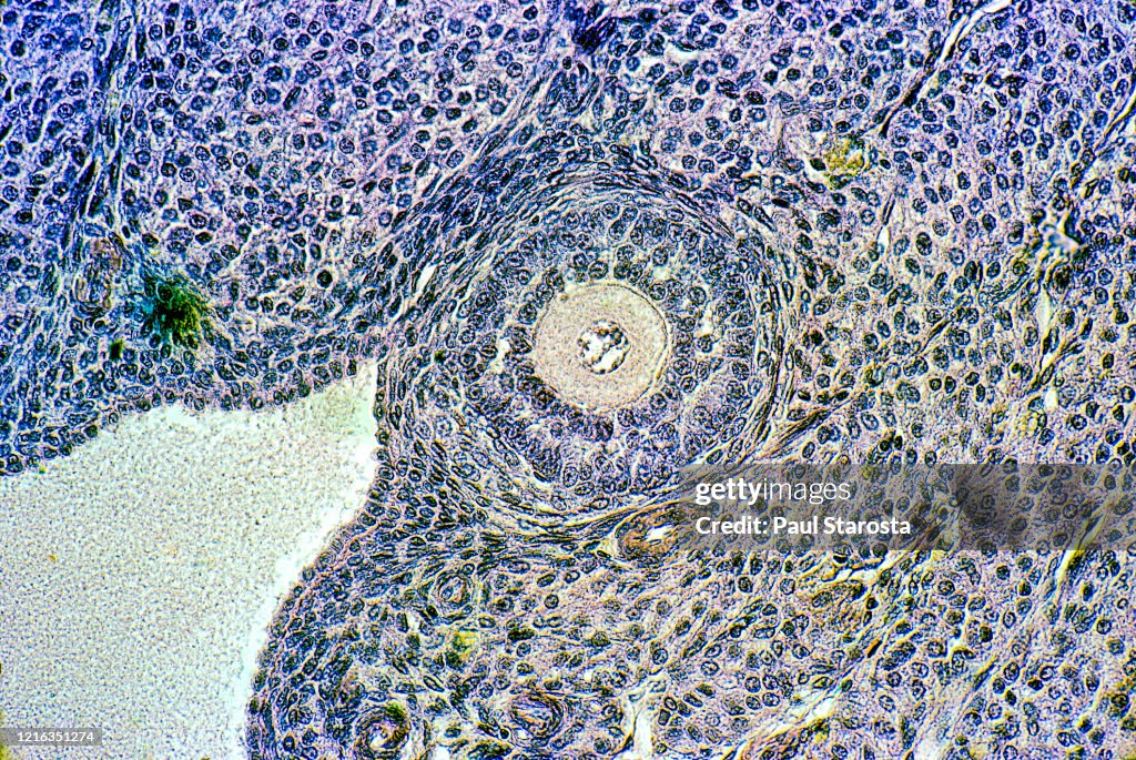Ovarian follicles in a rabbit ovary