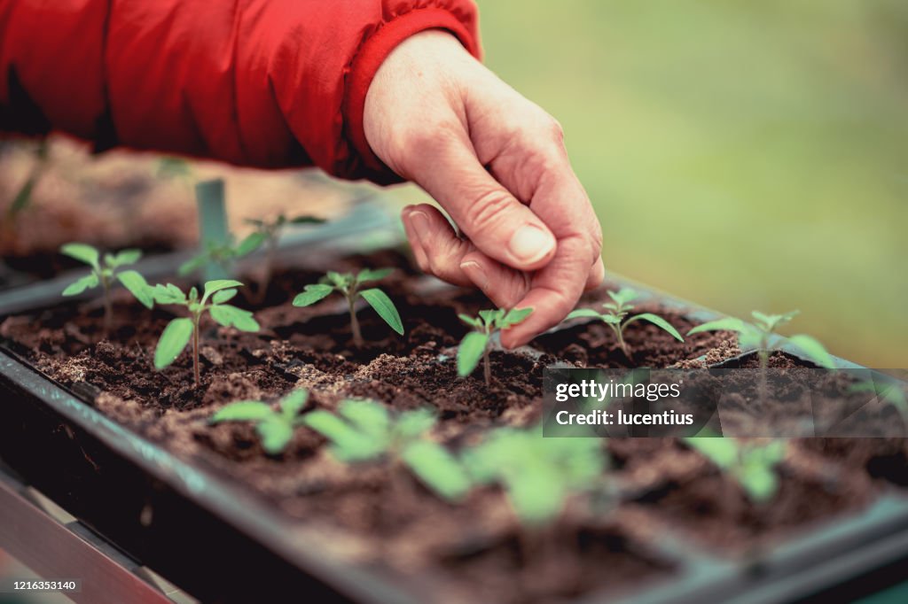 Woman inspecting her newly transplanted seedlings