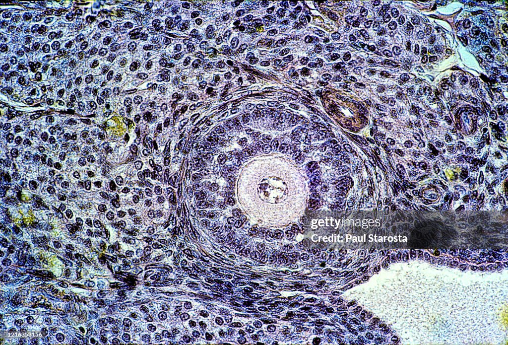 Ovarian follicles in a rabbit ovary