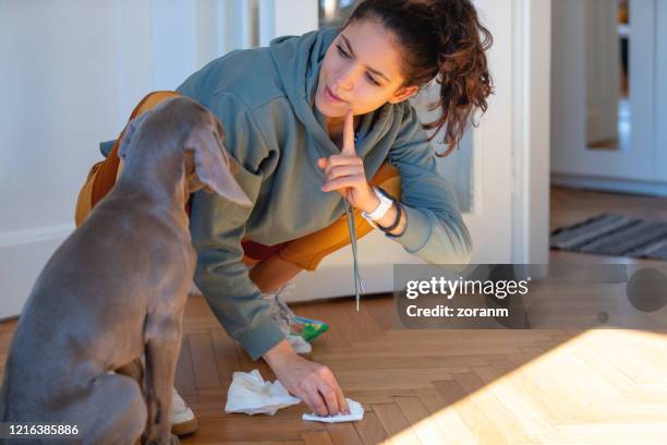 regañando a su cachorro de weimar por orinar en el suelo - woman training fotografías e imágenes de stock