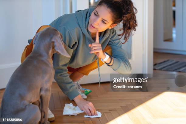 schelden haar weimar puppy voor plassen op de vloer - people peeing stockfoto's en -beelden