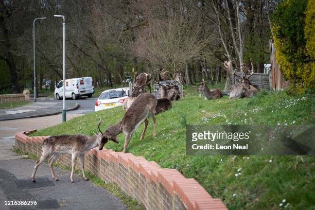 Two Fallow deer from Dagnam Park lock horns as others rest and graze on the grass outside homes on a housing estate in Harold Hill, near Romford on...
