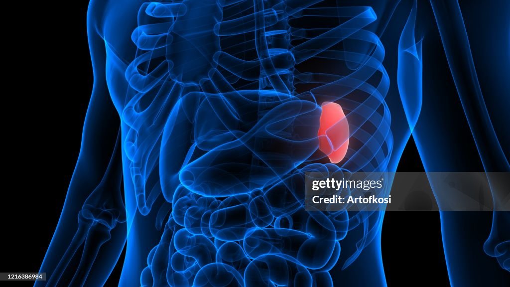 Spleen A Part Of Human Internal Organ System Anatomy Xray 3d Rendering ...