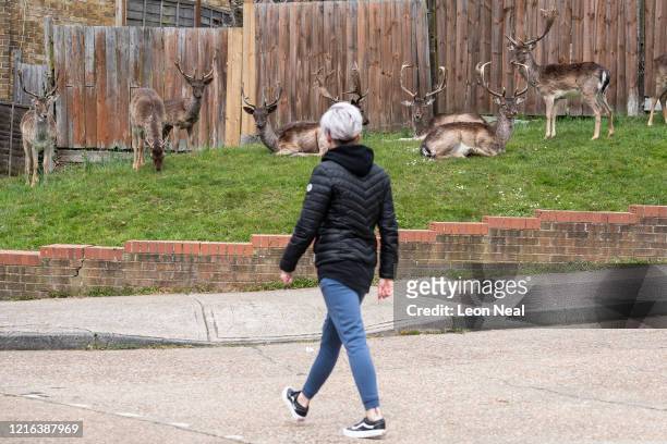 Woman watches the Fallow deer from Dagnam Park as they rest and graze on the grass outside homes on a housing estate in Harold Hill, near Romford on...