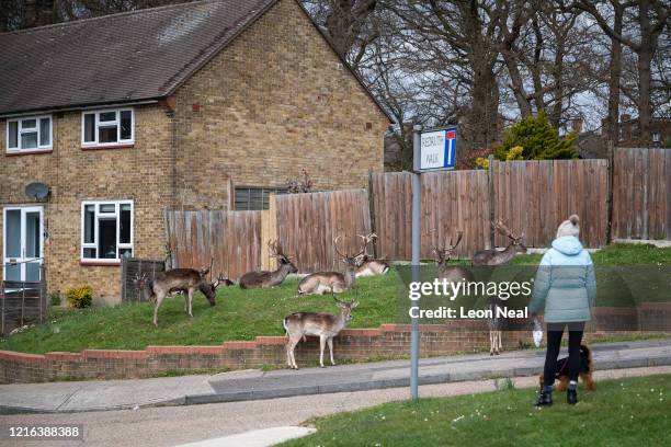 Woman stops to watch the Fallow deer from Dagnam Park as they rest and graze on the grass outside homes on a housing estate in Harold Hill, near...