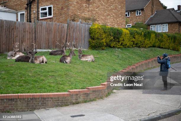 Man stops to photograph the Fallow deer from Dagnam Park as they rest and graze on the grass outside homes on a housing estate in Harold Hill, near...