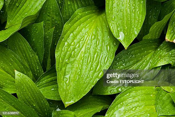 green leafs with water drops - lush background stock pictures, royalty-free photos & images