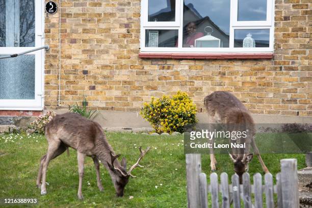 Woman watches the Fallow deer from Dagnam Park as they rest and graze on the grass outside homes on a housing estate in Harold Hill, near Romford on...