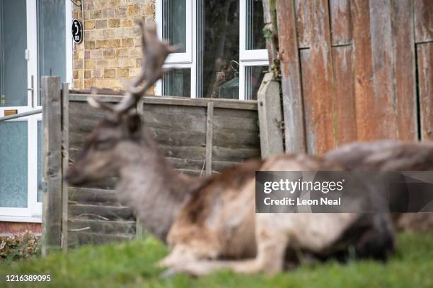 Woman watches the Fallow deer from Dagnam Park as they rest and graze on the grass outside homes on a housing estate in Harold Hill, near Romford on...