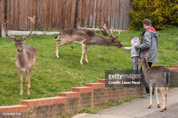Toddler feeds carrots to the Fallow deer from Dagnam Park as they rest and graze on the grass outside homes on a housing estate in Harold Hill, near...