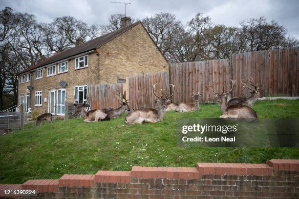 Fallow deer from Dagnam Park rest and graze on the grass outside homes on a housing estate in Harold Hill, near Romford on April 02, 2020 in Romford,...