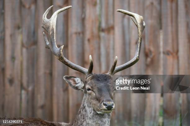 Fallow deer from Dagnam Park rest and graze on the grass outside homes on a housing estate in Harold Hill, near Romford on April 02, 2020 in Romford,...