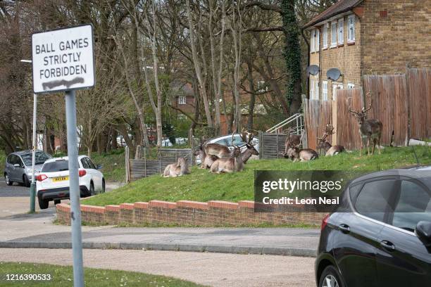 Fallow deer from Dagnam Park rest and graze on the grass outside homes on a housing estate in Harold Hill, near Romford on April 02, 2020 in Romford,...