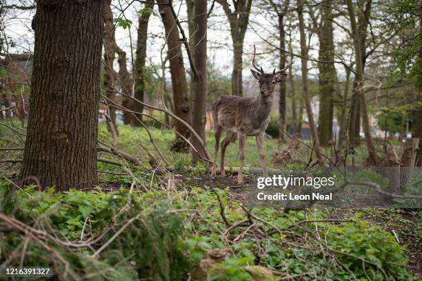 Fallow deer from Dagnam Park rest and graze in a patch of woodland outside homes on a housing estate in Harold Hill, near Romford on April 02, 2020...