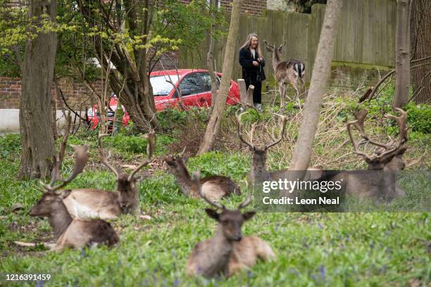 Woman feeds a Fallow deer from Dagnam Park near her home as they rest and graze in a patch of woodland outside homes on a housing estate in Harold...