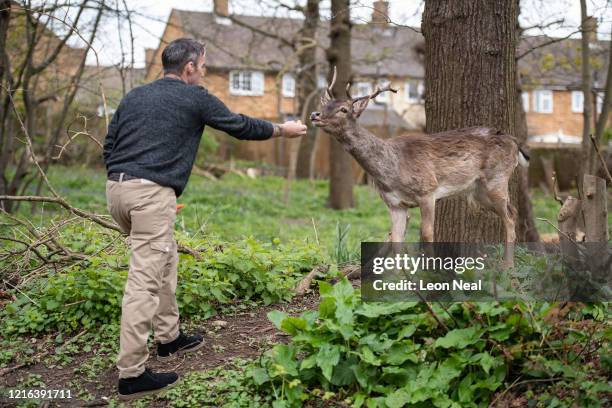 Man feeds a Fallow deer from Dagnam Park near his home as they rest and graze in a patch of woodland outside homes on a housing estate in Harold...