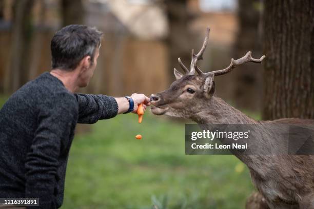 Man feeds a Fallow deer from Dagnam Park near his home as they rest and graze in a patch of woodland outside homes on a housing estate in Harold...