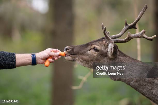Man feeds a Fallow deer from Dagnam Park near his home as they rest and graze in a patch of woodland outside homes on a housing estate in Harold...