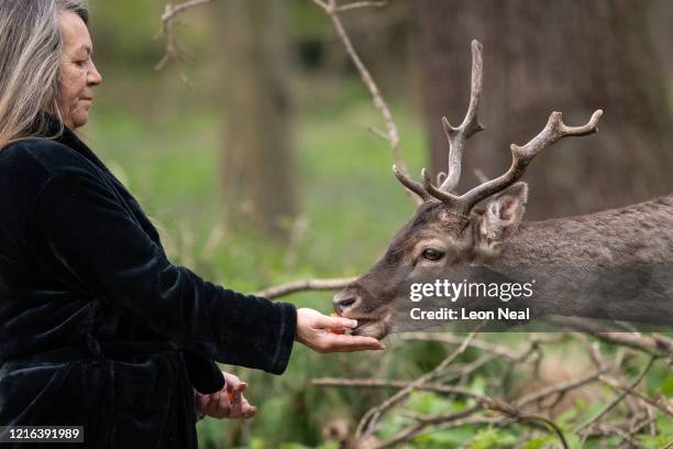 Woman feeds a Fallow deer from Dagnam Park near her home as they rest and graze in a patch of woodland outside homes on a housing estate in Harold...