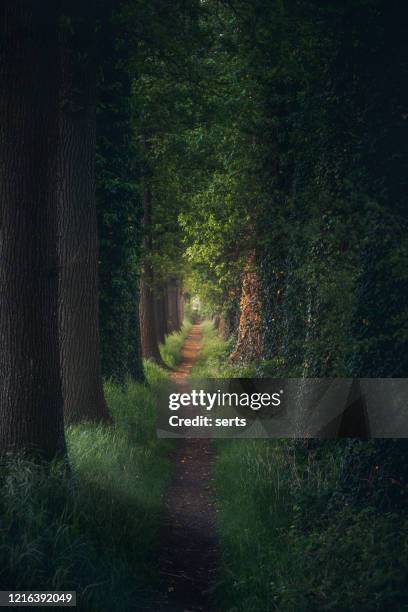 magical forest path and tree tunnel at sunrise on spring - horror story stock pictures, royalty-free photos & images