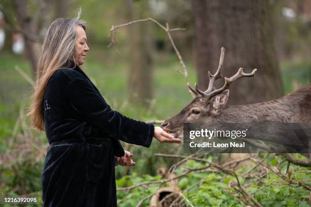 Woman feeds a Fallow deer from Dagnam Park near her home as they rest and graze in a patch of woodland outside homes on a housing estate in Harold...