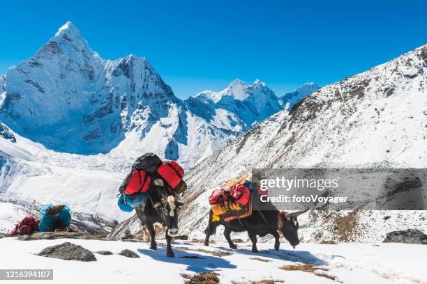 yaks carrying expedition kit below ama dablam himalayas mountains nepal - mt everest base camp stock pictures, royalty-free photos & images