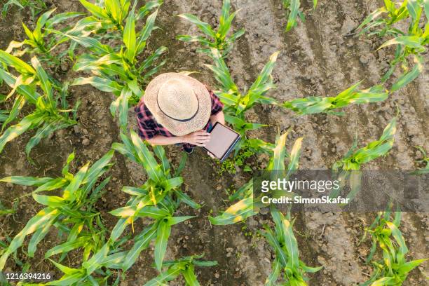 female farmer usando la compressa in campo di mais. vista dall'alto di una contadina in un cappello di paglia usando una tavoletta in un campo di mais - ripresa di drone foto e immagini stock