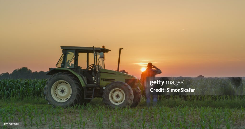 Farmer and tractor in corn field at sunset