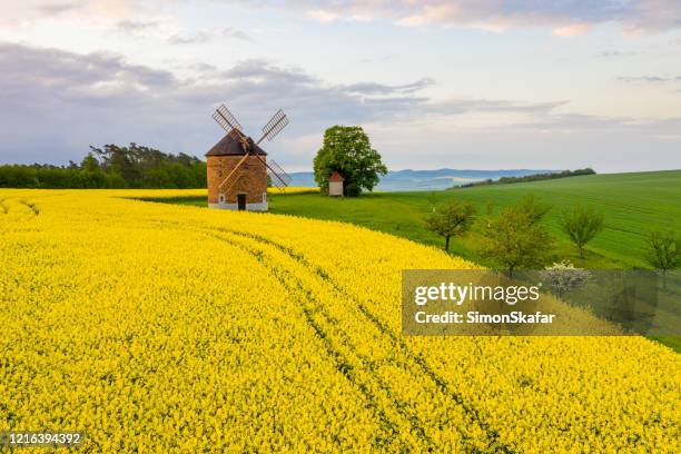 countryside landscape with windmill and rapeseed field, moravia, czech republic - czech republic landscape stock pictures, royalty-free photos & images