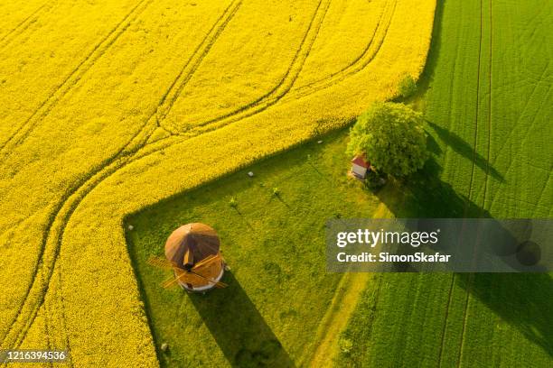 countryside landscape with windmill and rapeseed field, moravia, czech republic - moravia stock pictures, royalty-free photos & images