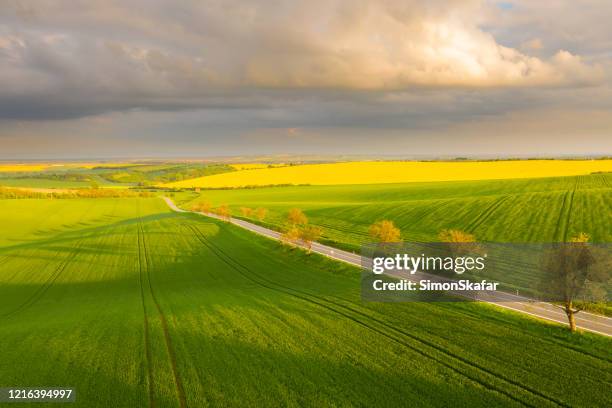 treelined road and green fields, moravia, czech republic - moravia stock pictures, royalty-free photos & images