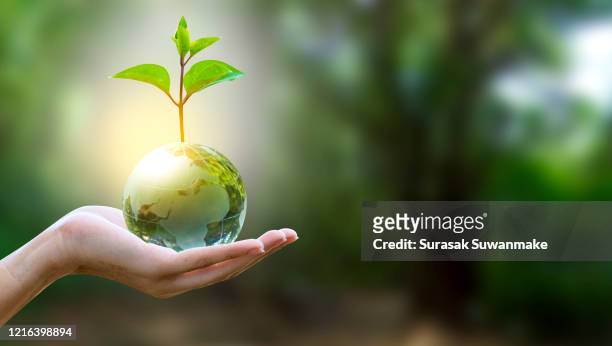 concept of earth protection day or environmental protection hands to protect the growing forest - world hands stock pictures, royalty-free photos & images