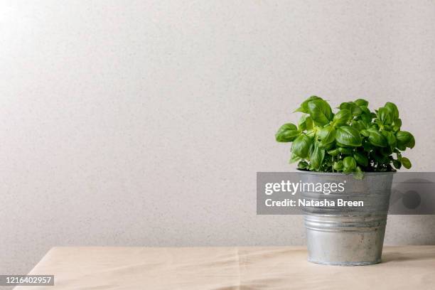 pot of fresh basil - バジル ストックフォトと画像