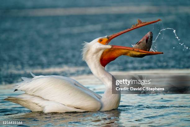 pelican eats large fish - pelikaan stockfoto's en -beelden