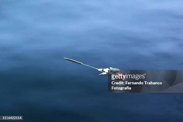 rose floating in the sea - mourning stock-fotos und bilder