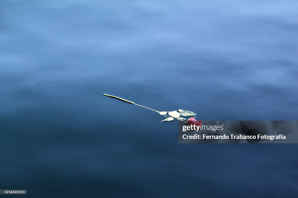 Rose floating in the sea