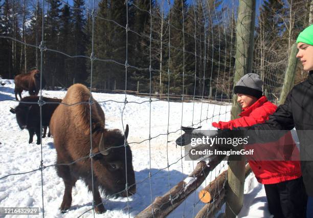 Bison Ranch Images 448 Bison Ranch Stock Photos, High-Res Pictures, and Images - Getty Images
