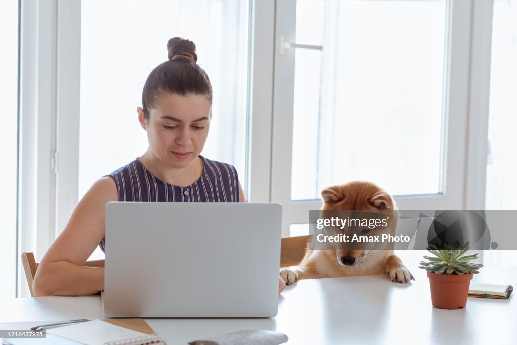 Home Office workplace with woman and cute Shiba inu dog during quarantine