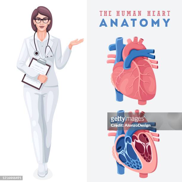 ilustraciones, imágenes clip art, dibujos animados e iconos de stock de anatomía del corazón humano. doctora. - ventrículo izquierdo