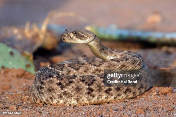 western diamondback rattlesnake coiled - western diamondback rattlesnake habitat stock pictures, royalty-free photos & images