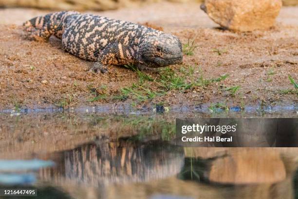 gila monsster with reflection - gila monster stock pictures, royalty-free photos & images