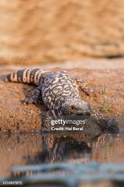 gila monser drinking - gila monster stock pictures, royalty-free photos & images