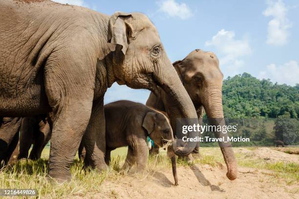 elephant rescue park in chiang mai, thailand - rescuers stock pictures, royalty-free photos & images