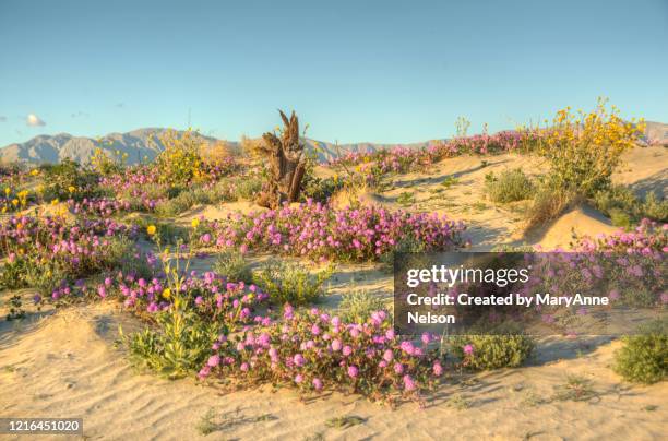 wind swept sand dune full of blooming wildflowers - indio california stock-fotos und bilder