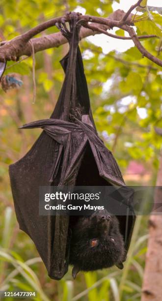 fruit bat upside down hanging - bat hanging upside down stock pictures, royalty-free photos & images
