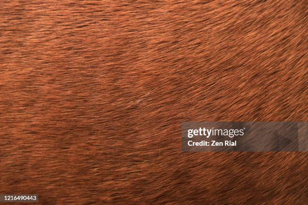 extreme close-up of a brown horse's hair - fur photos et images de collection