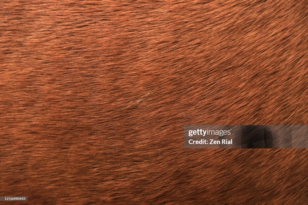 Extreme close-up of a brown horse's hair