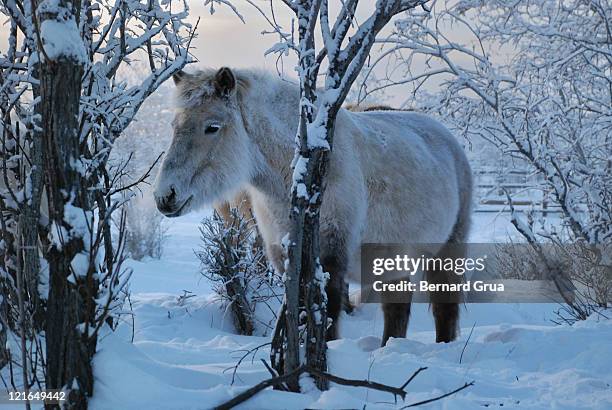 yakut horse in extreme cold - bernard grua stock pictures, royalty-free photos & images